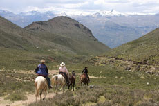 Au pays du Paso Péruvien en randonnée équestre au Pérou - Randocheval